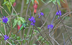 Chlorostilbon melanorhynchus