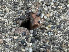 Tetramorium immigrans