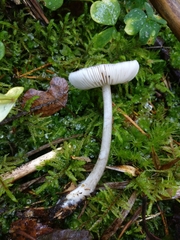 Pluteus