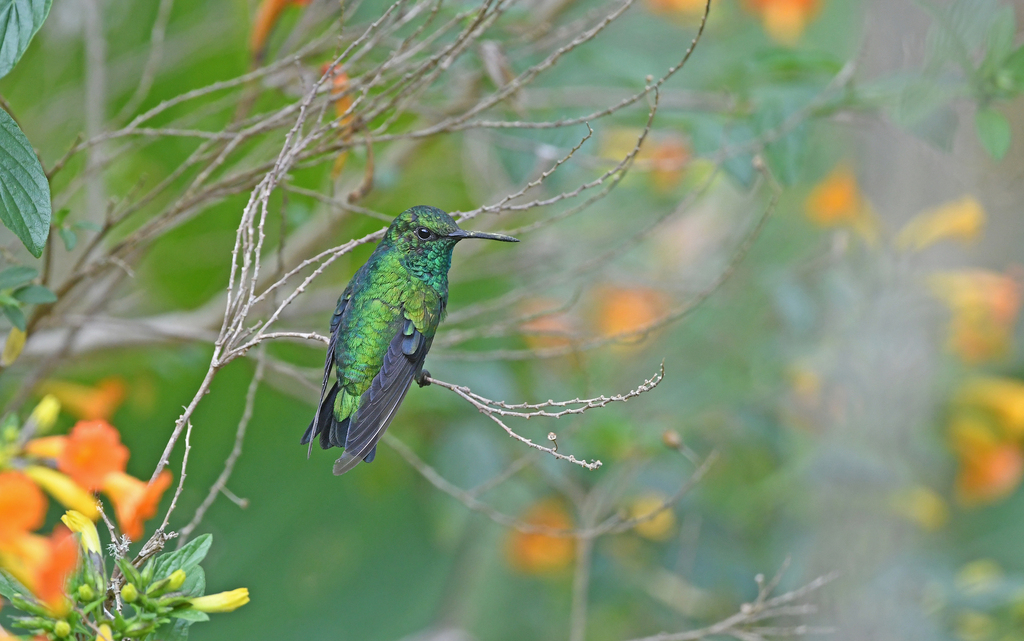 Esmeralda Occidental, Chlorostilbon melanorhynchus