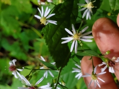 Symphyotrichum cordifolium