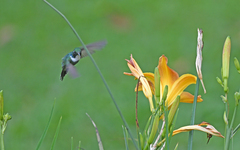 Schistes albogularis