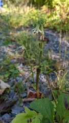 Nabalus trifoliolatus
