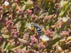 Bembix americana comata