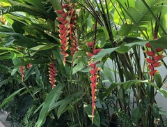 Heliconia rostrata