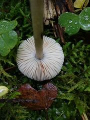 Pluteus