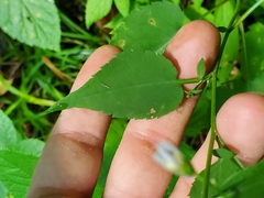 Symphyotrichum cordifolium