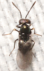 Encyrtinae