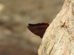 Charaxes psaphon