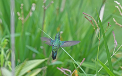 Schistes albogularis