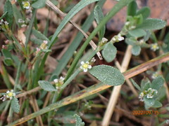 Polygonum arenastrum