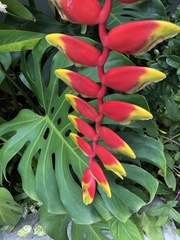 Heliconia rostrata