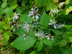 Symphyotrichum cordifolium
