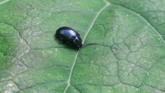 Chrysomelinae