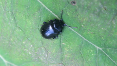 Chrysomelinae