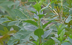 Elaenia flavogaster