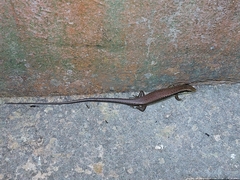 Eutropis longicaudata