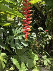 Heliconia rostrata