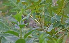 Elaenia flavogaster