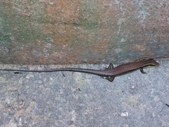 Eutropis longicaudata