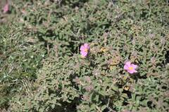 Cistus