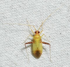 Phytocoris