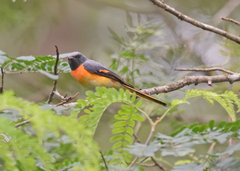 Pericrocotus cinnamomeus