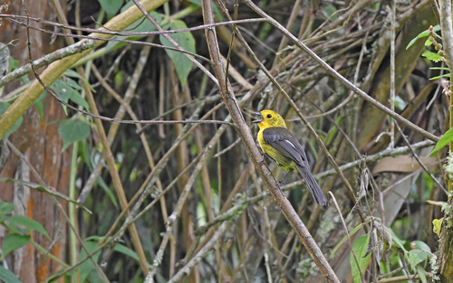 Yellow-headed Brushfinch (Atlapetes flaviceps), photo 4