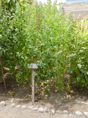 Chenopodium quinoa