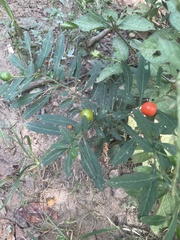 Solanum