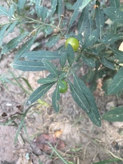 Solanum