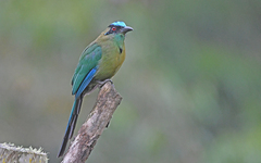 Momotus aequatorialis