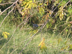 Polioptila dumicola