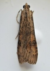 Nomophila nearctica