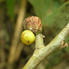 Amphibolips