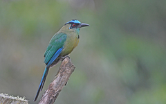 Momotus aequatorialis