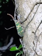 Pyrops candelaria