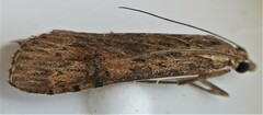 Nomophila nearctica