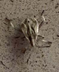 Brochymena quadripustulata
