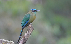 Momotus aequatorialis