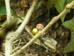 Amphibolips