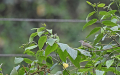 Vireo leucophrys