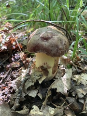 Butyriboletus appendiculatus