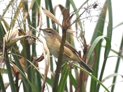 Acrocephalus agricola