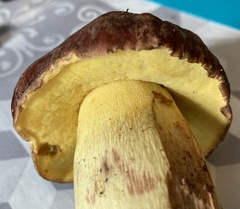Butyriboletus appendiculatus