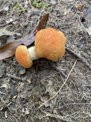 Tylopilus
