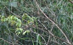 Elaenia
