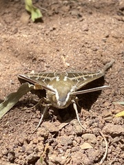 Hyles livornica