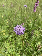 Dipsacoideae