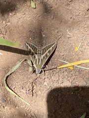 Hyles livornica